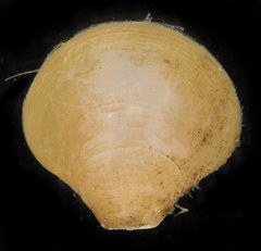 Laqueus californicus