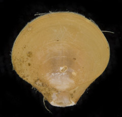 Laqueus californicus
