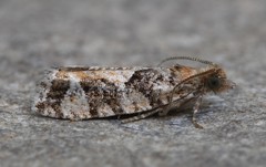 Zeiraphera canadensis