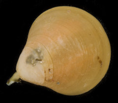 Laqueus californicus