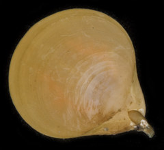 Laqueus californicus