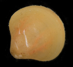 Laqueus californicus