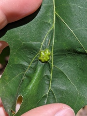 Callirhytis favosa
