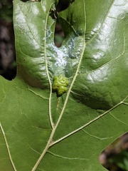 Callirhytis favosa