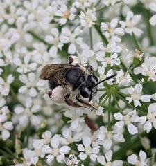 Andrena alleghaniensis