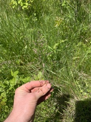 Poa sylvestris