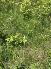 Poa sylvestris