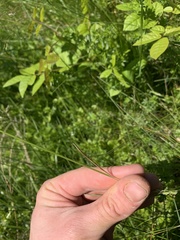 Poa sylvestris