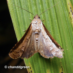 Lophoptera squammigera