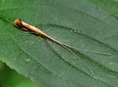 Triaenodes marginatus