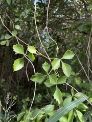 Cissus trifoliata