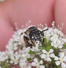 Andrena alleghaniensis