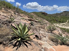 Agave aurea aurea