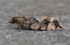 Zeiraphera canadensis