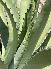 Agave aurea aurea