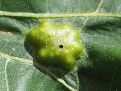 Callirhytis favosa
