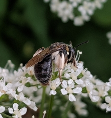 Andrena alleghaniensis
