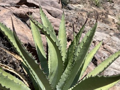 Agave aurea aurea