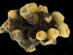 Heteropora pacifica