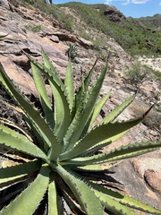 Agave aurea aurea