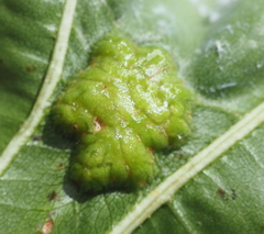 Callirhytis favosa
