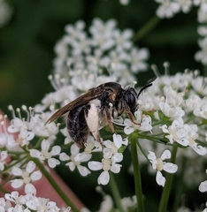 Andrena alleghaniensis