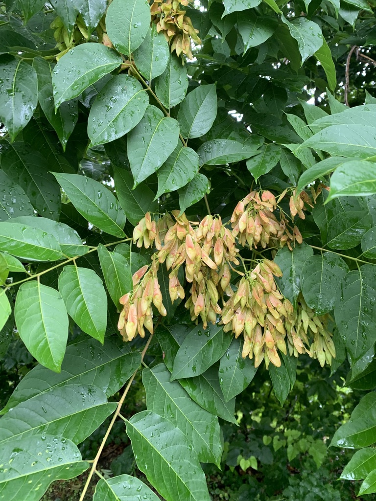 가죽나무 from Brandeis University, Waltham, MA, US on 2021년... 오후 by Kate Danziger · iNaturalist 가죽나무 (Ailanthus altissima)