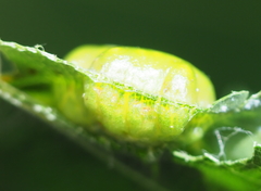 Callirhytis favosa