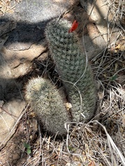 Mammillaria phitauiana
