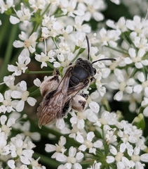 Andrena alleghaniensis