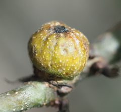 Callirhytis quercusgemmaria