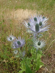 Eryngium alpinum
