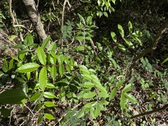 Zanthoxylum caribaeum