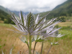 Eryngium alpinum