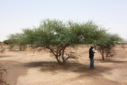 Senegalia laeta