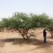 Acacia laeta