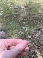 Bromus racemosus