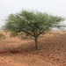 Acacia laeta