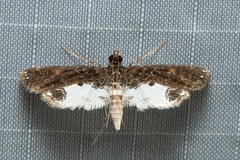Paracymoriza albifascialis
