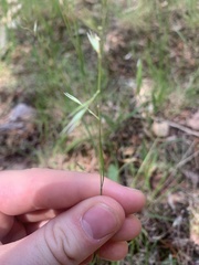 Bromus racemosus