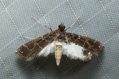 Paracymoriza albifascialis