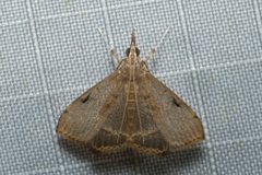 Clupeosoma