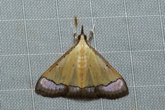 Pseudonoorda nigropunctalis