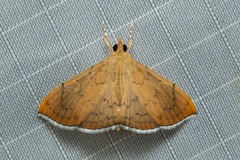 Hyalobathra coenostolalis
