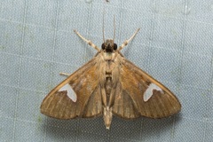 Nosophora