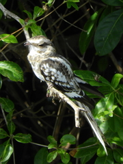Hydropsalis climacocerca
