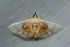 Leucinodes