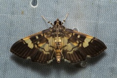 Ategumia adipalis