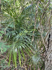 Coccothrinax alta