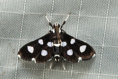 Bocchoris